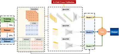 Deep_KsuccSite: A novel deep learning method for the identification of lysine succinylation sites